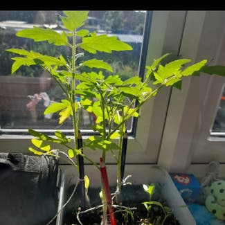 Tomato Plant plant in Somerset, England