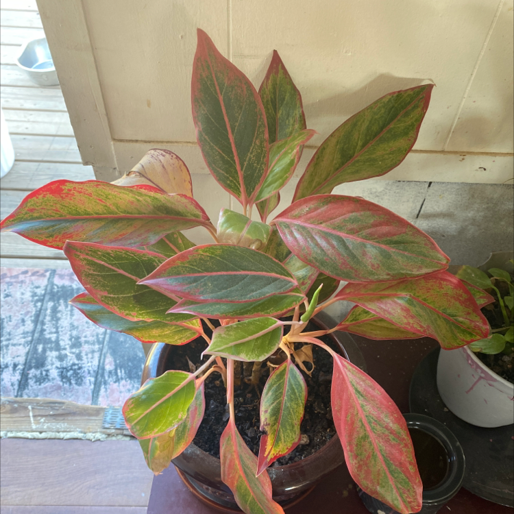 Chinese Evergreen plant photo by @Juicyjess named Pink on Greg, the plant care app.