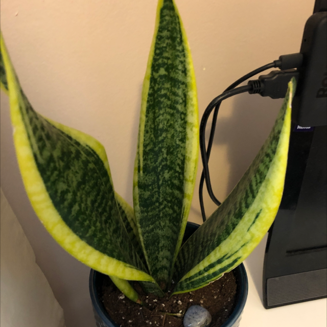 Snake Plant plant photo by @Mrs.Jones123 named Blue on Greg, the plant care app.