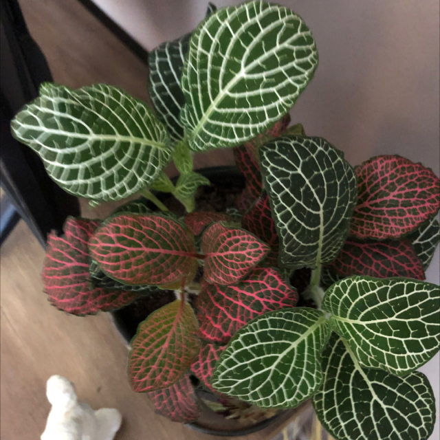 Nerve Plant plant photo by @Mrs.Jones123 named Xanny on Greg, the plant care app.