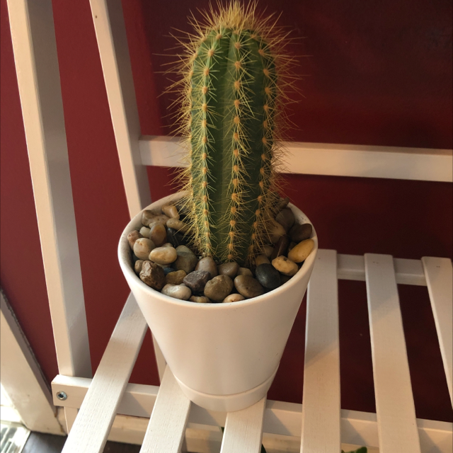 Blue Columnar Cactus plant photo by @Mrs.Jones123 named Prickly on Greg, the plant care app.