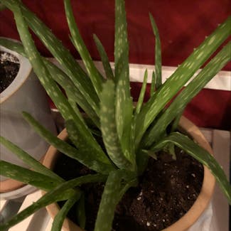 Aloe vera plant in Somewhere on Earth