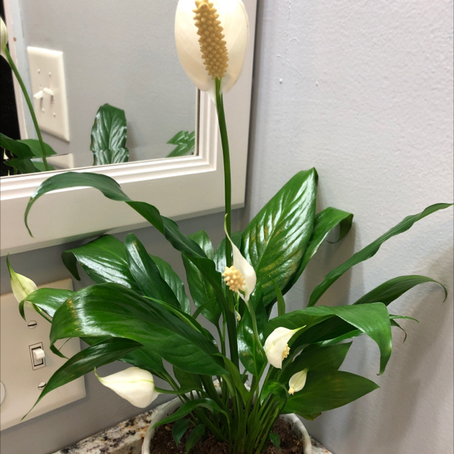 Peace Lily plant photo by @Mrs.Jones123 named Lily on Greg, the plant care app.