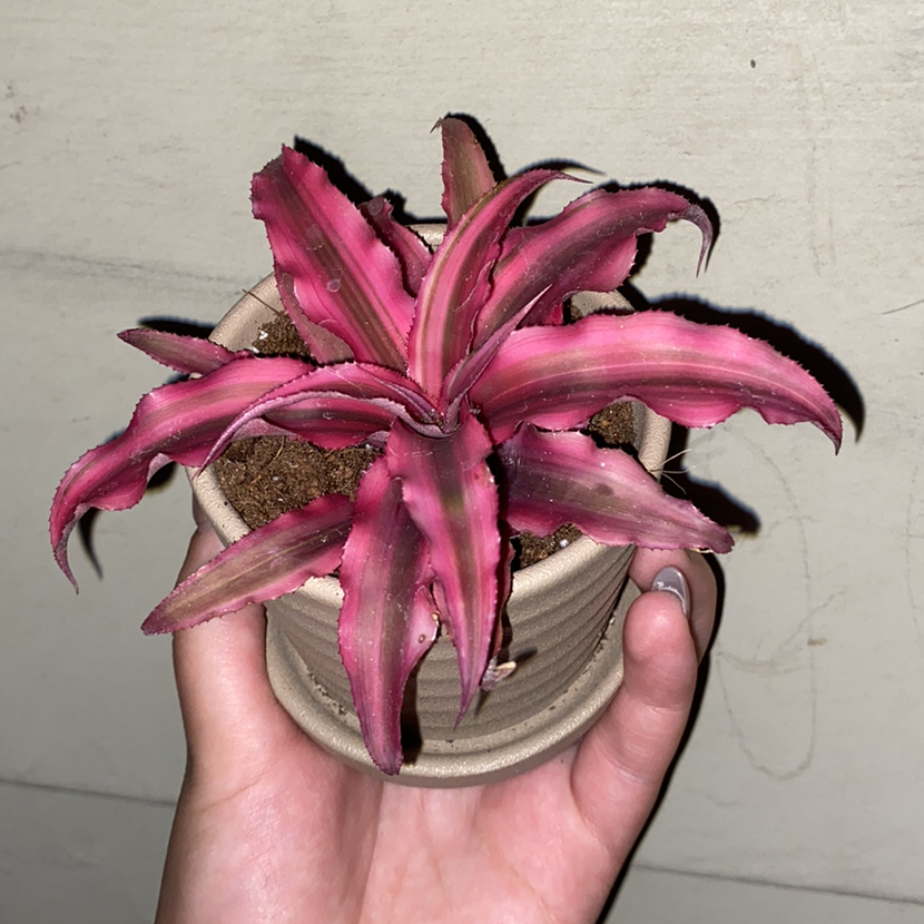 Potted Earth Stars plant with vibrant pink and red leaves, held by a hand.
