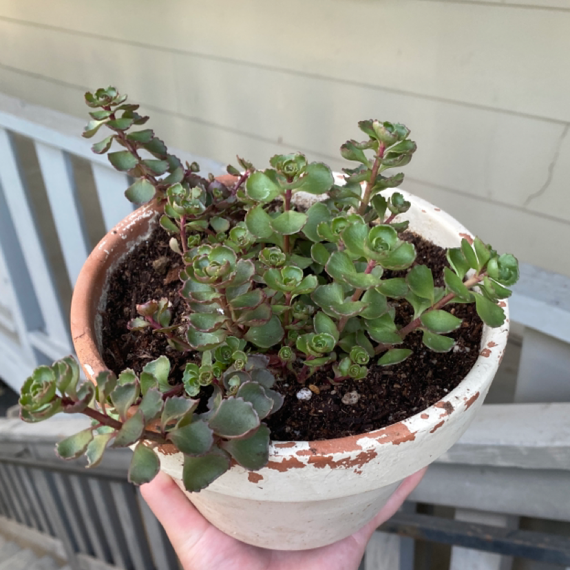 Potted Two-Row Stonecrop succulent with visible soil, held by a hand.