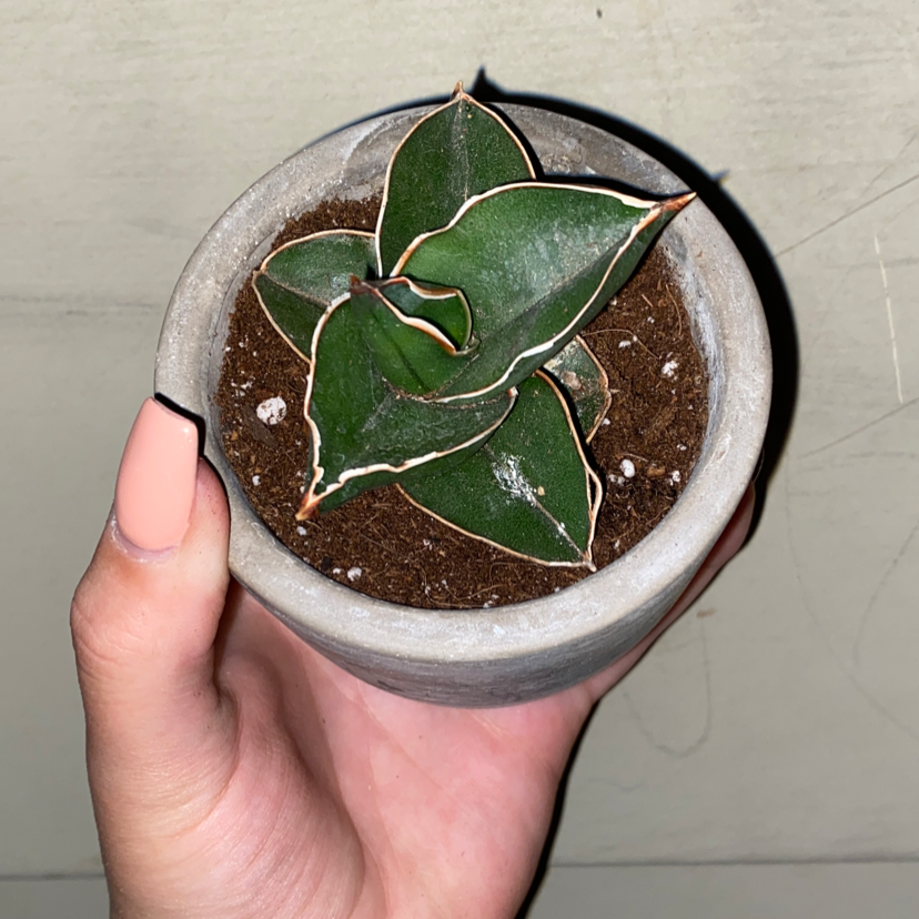 Samurai Dwarf Snake Plant in a small pot held by a hand, showing healthy green leaves with white edges.