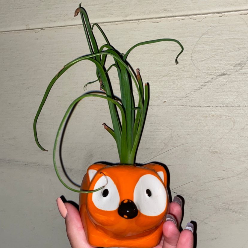 Frizzle Sizzle plant in an orange animal-shaped pot with some browning leaf tips, held by a hand.