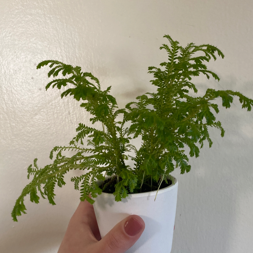 Hand holding a small, healthy club moss plant with delicate, bright green fern-like leaves.