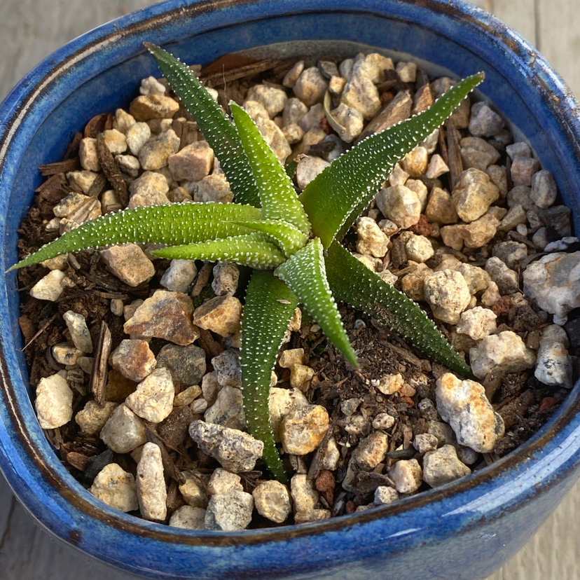 Haworthia attenuata 'Enon' plant in a blue pot with rocky soil, appearing healthy.