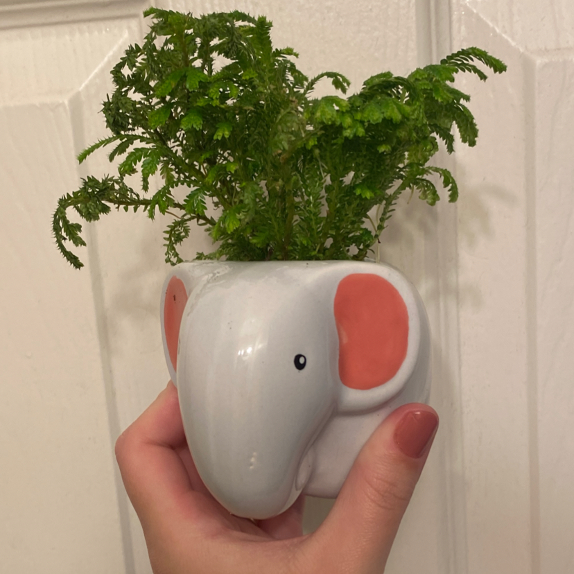 Healthy Selaginella fern in a white ceramic elephant pot, held in hand to show small size of plant.