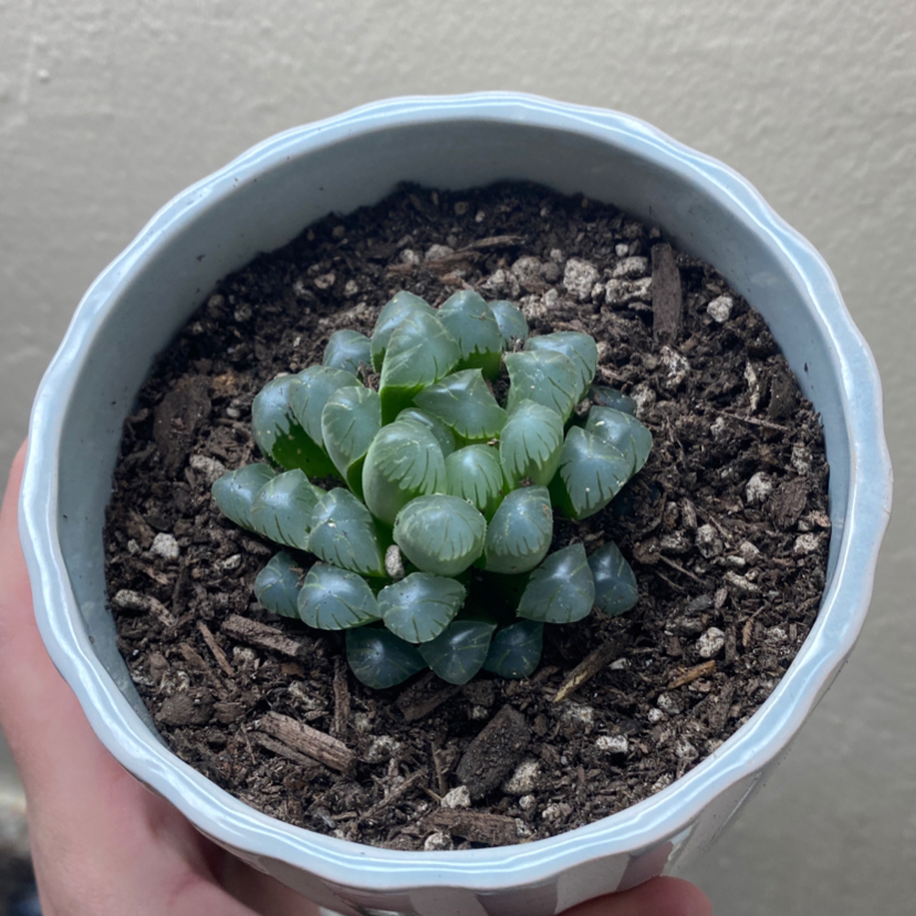 Haworthia cooperi plant in a pot with visible soil, held by a hand.