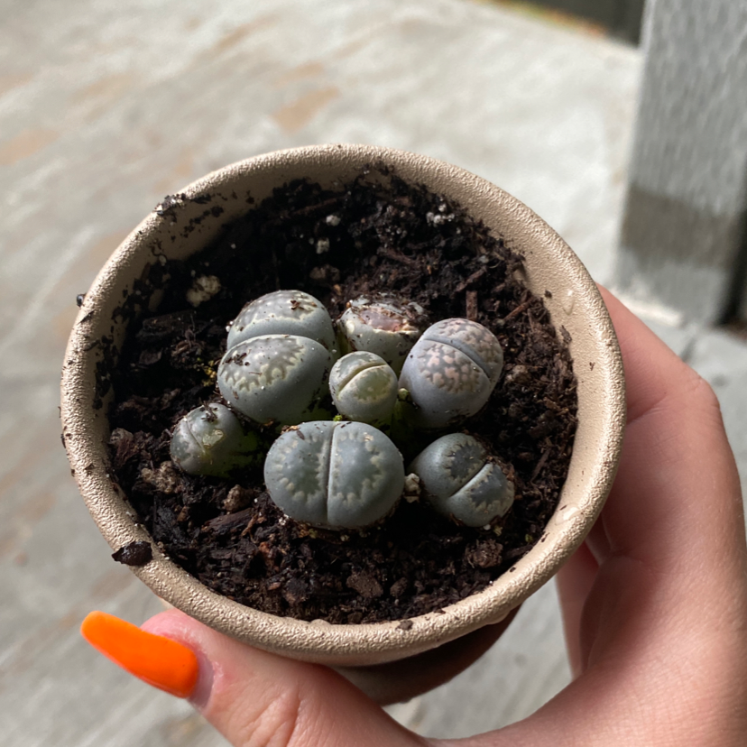 A healthy Lithops bromfieldii plant in a small pot with visible soil, held by a hand.