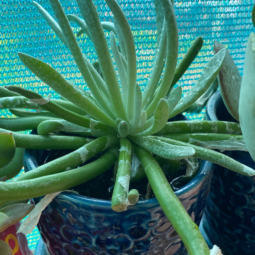 Narrow-Leaf Chalk Sticks plant in a pot, healthy and well-framed.