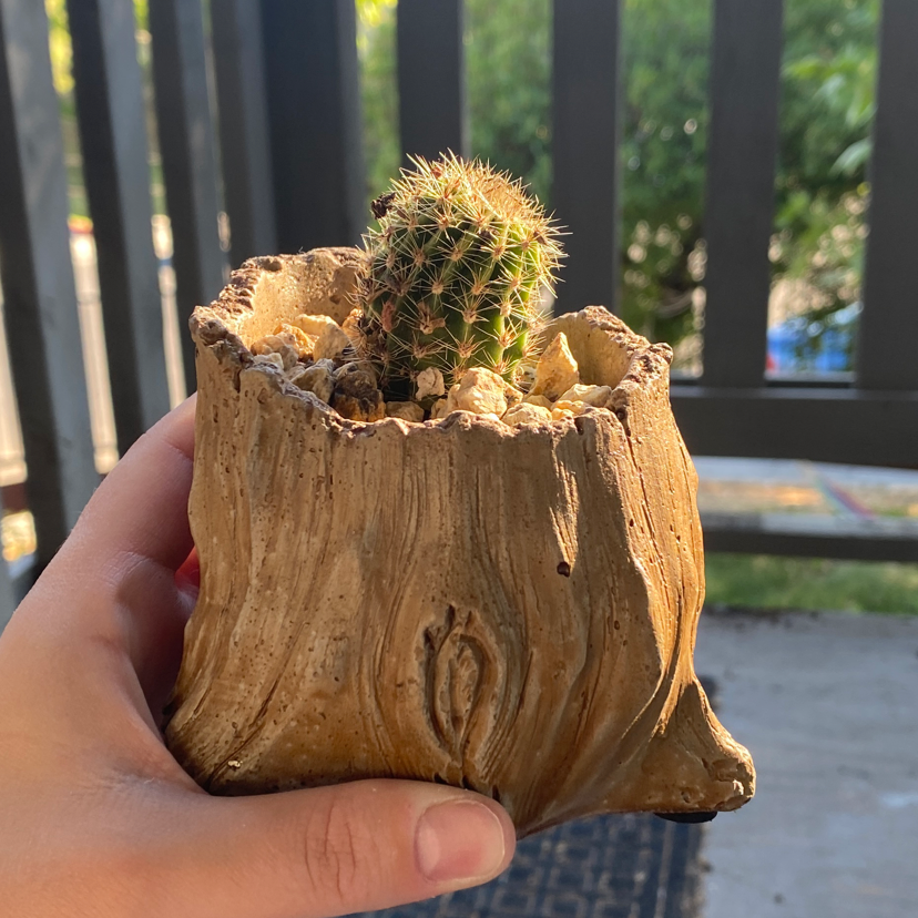 Small round cactus with dense golden spines held in a wooden planter in someone's hand, with trees visible in background.