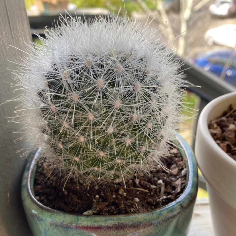 Healthy Lace Hedgehog Cactus with round shape and white hairlike spines, in a ceramic pot with dark soil.