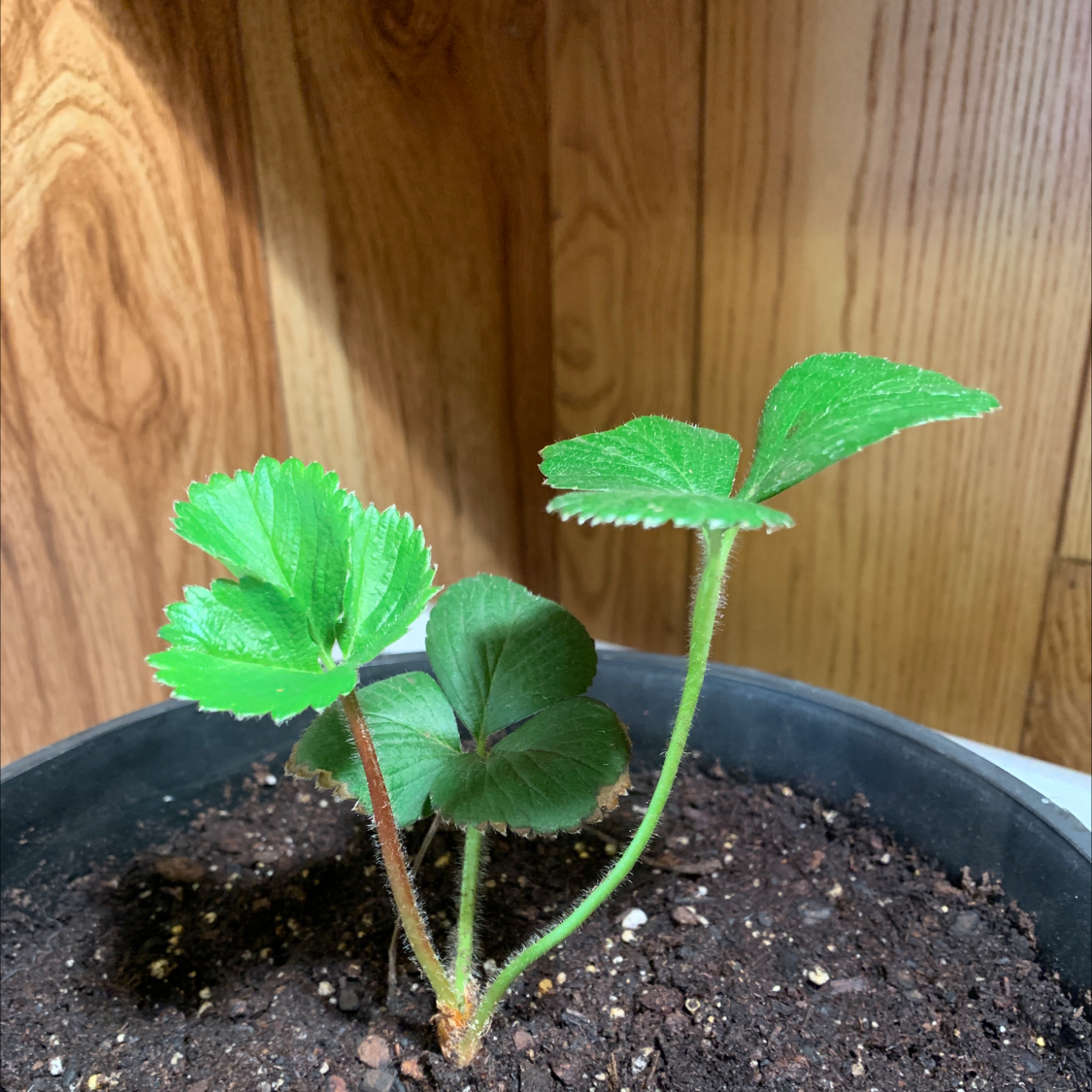 Young California Strawberry plant in a pot with visible soil and green leaves.