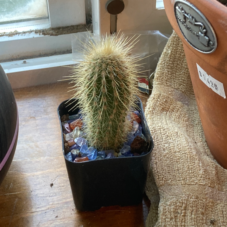 Golden Snakecactus in a black pot with decorative stones on a wooden surface.