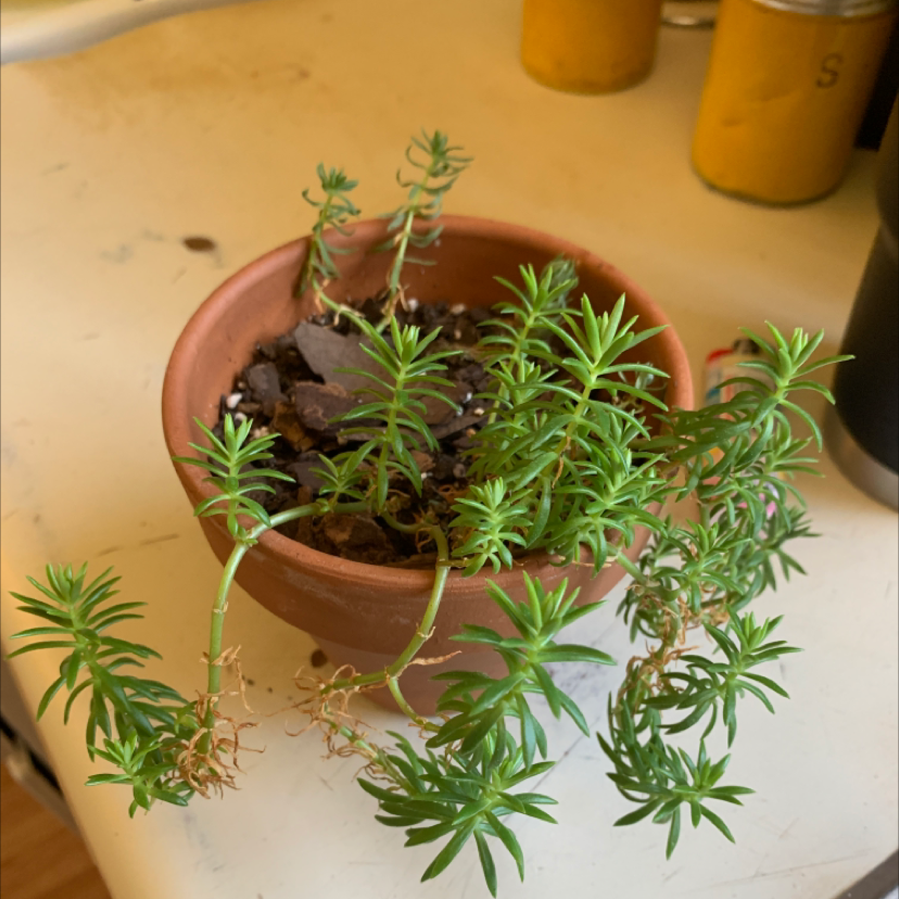 Healthy young moss rose purselane plant with dense green foliage growing in a small terracotta pot, well-centered in frame.