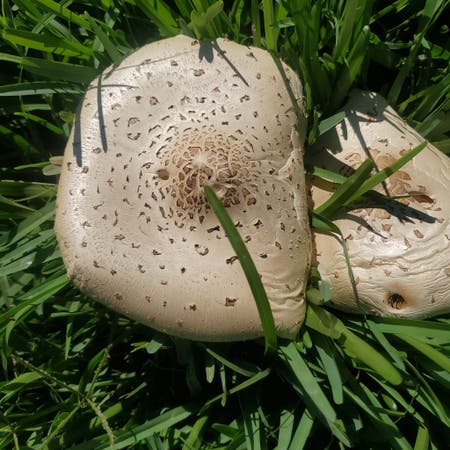 Photo of the plant species Vomiter by Jollyozarkmelon named Weed mushrooms on Greg, the plant care app
