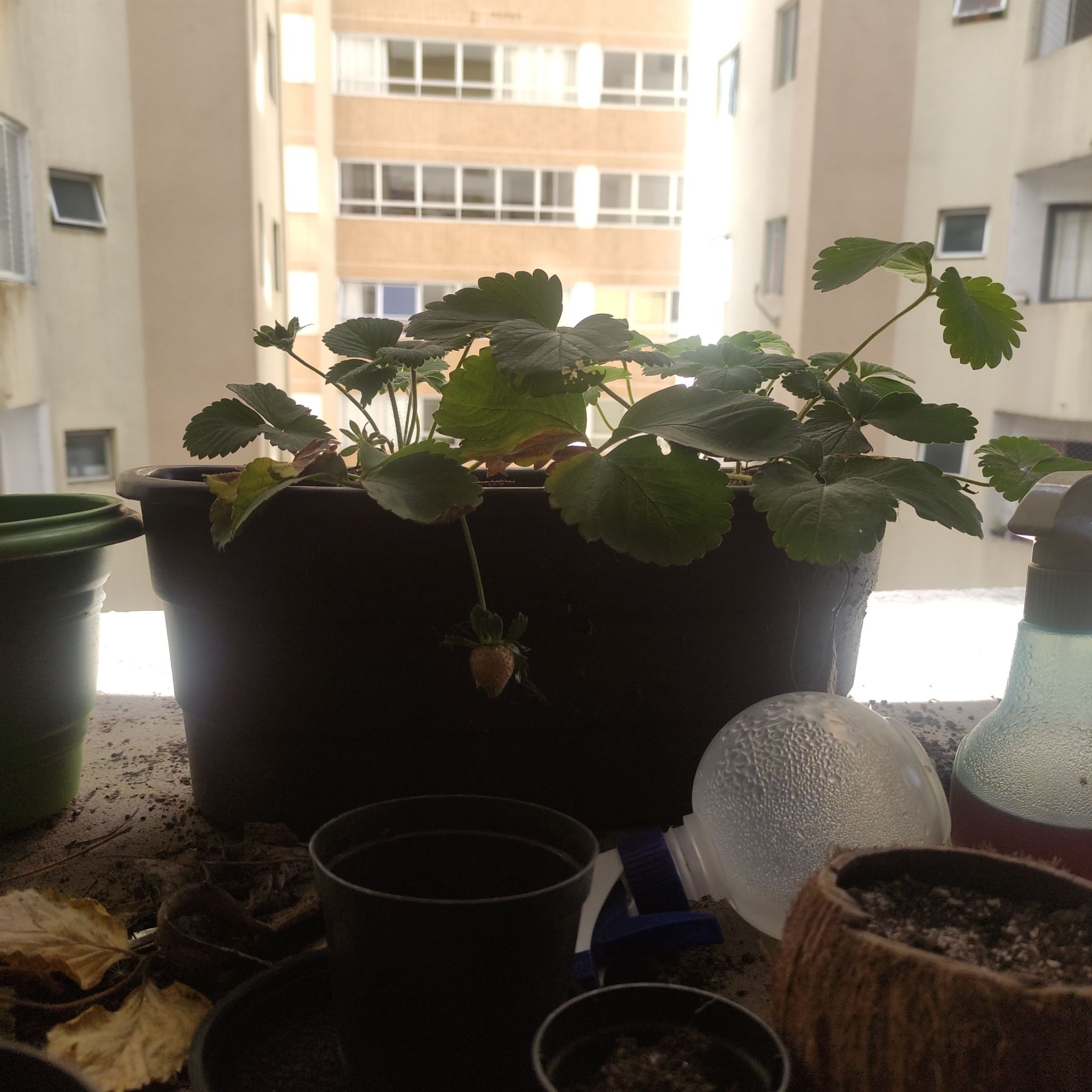 Mock Strawberry plant in a pot on a balcony with visible fruit and surrounding gardening items.