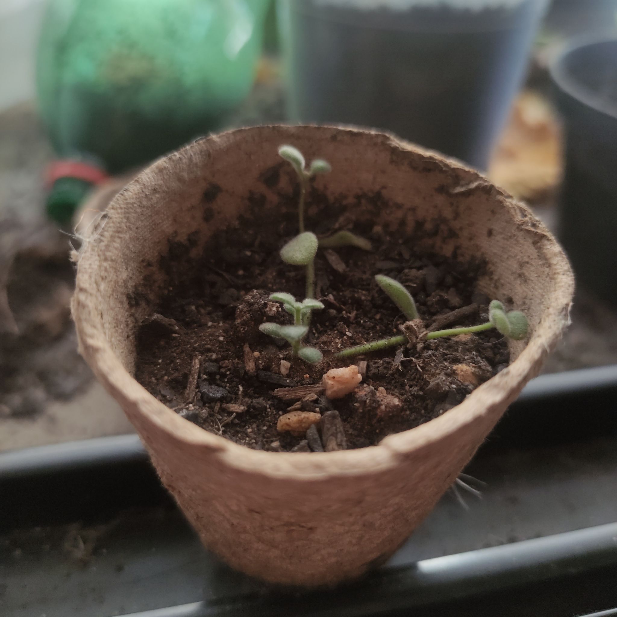 Photo of the plant species Crassula expansa by @PotentCaleypea named Bella on Greg, the plant care app