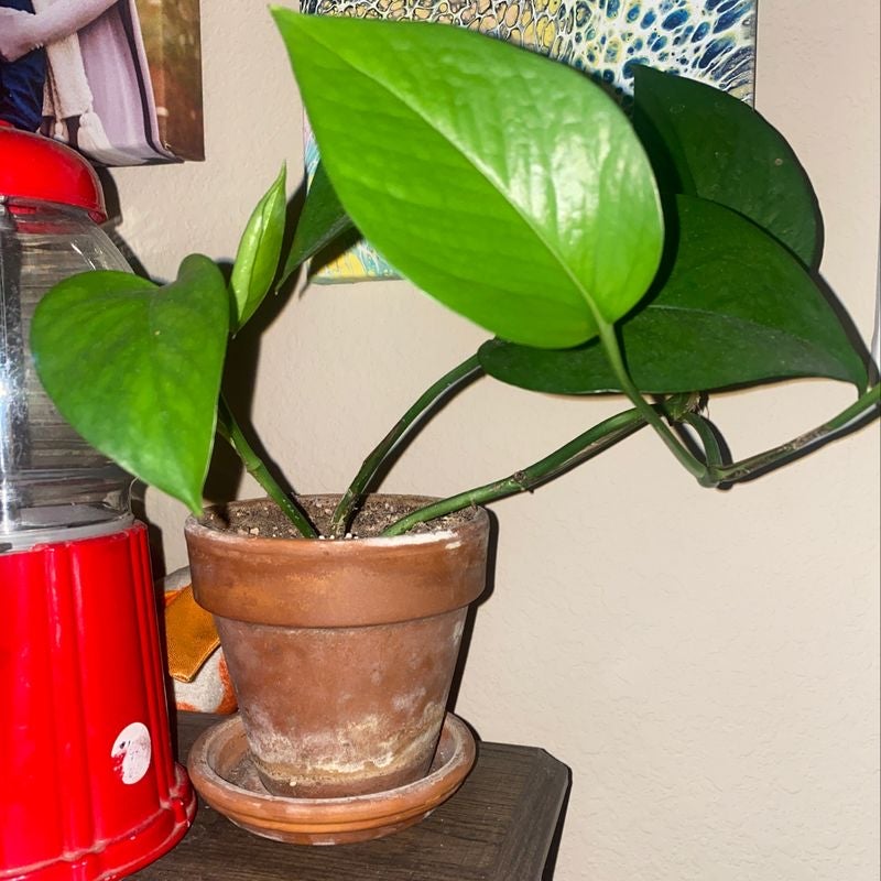 Plant care for False Goat's Beard on Greg, the plant care app