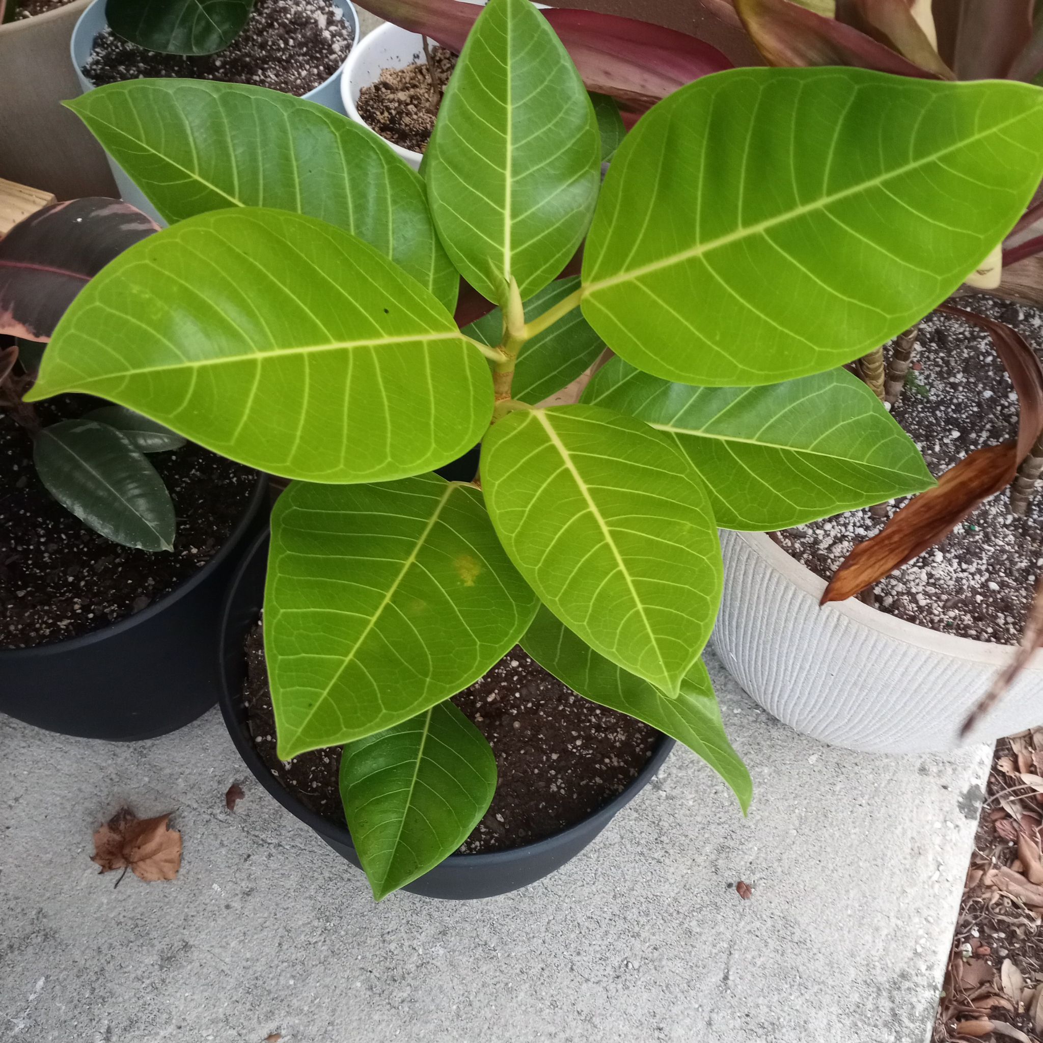 Healthy Florida Strangler Fig plant with broad green leaves in a pot on a concrete surface.