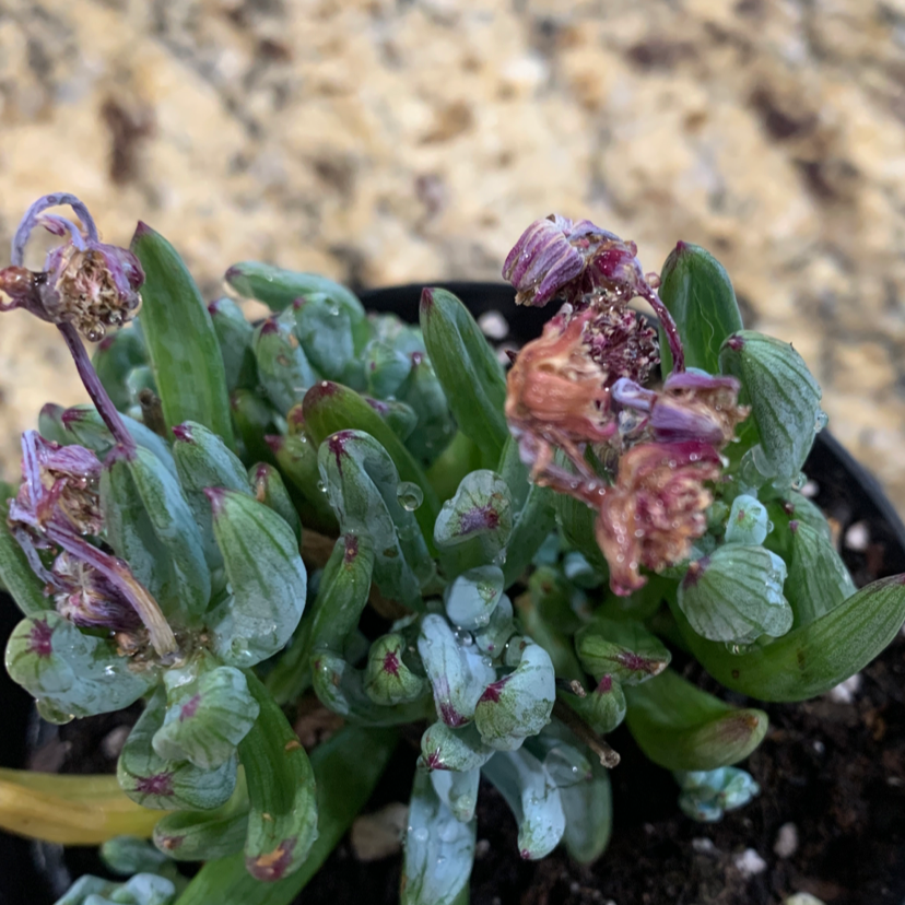 Blue Chalksticks plant with browning flowers and visible soil.
