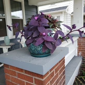 Purple Heart plant in Lorain, Ohio