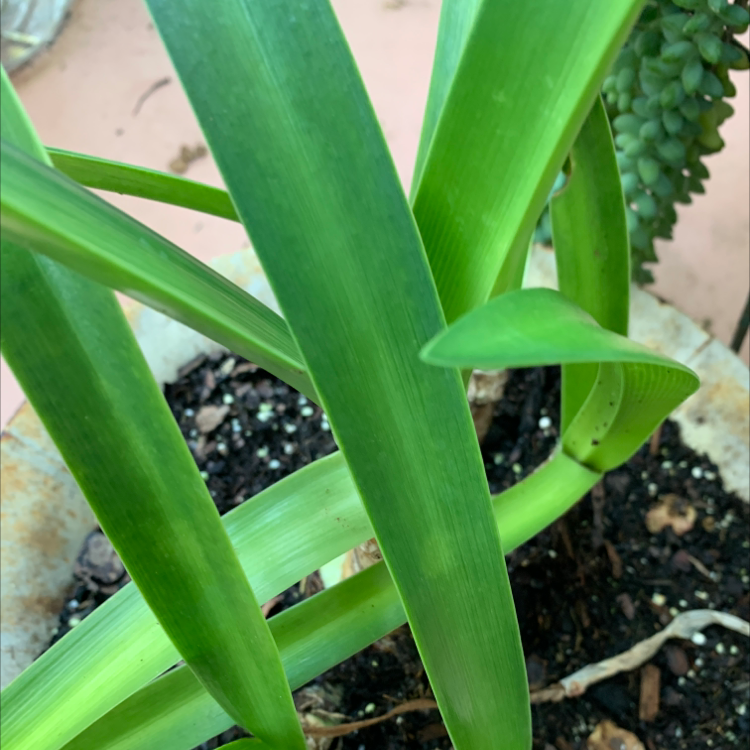 Garden Hyacinth plant with green leaves in a pot with visible soil.