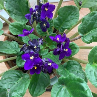 African Violet plant in Clearwater, Florida