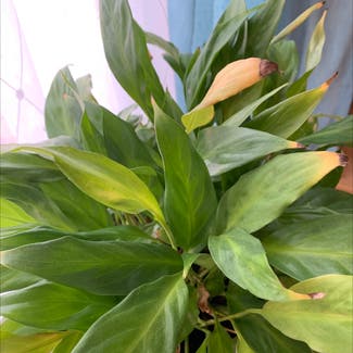 Peace Lily plant in Clearwater, Florida