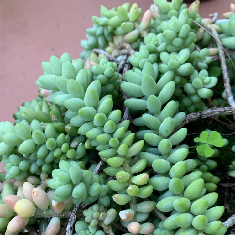 Photo of the plant species Burro's Tail by Condomango named Dropsy on Greg, the plant care app
