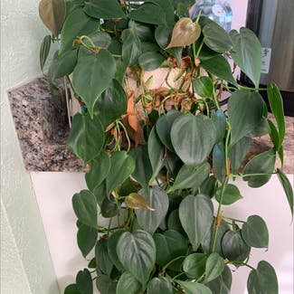 Heartleaf Philodendron plant in Clearwater, Florida