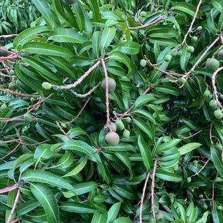Mango plant in Clearwater, Florida