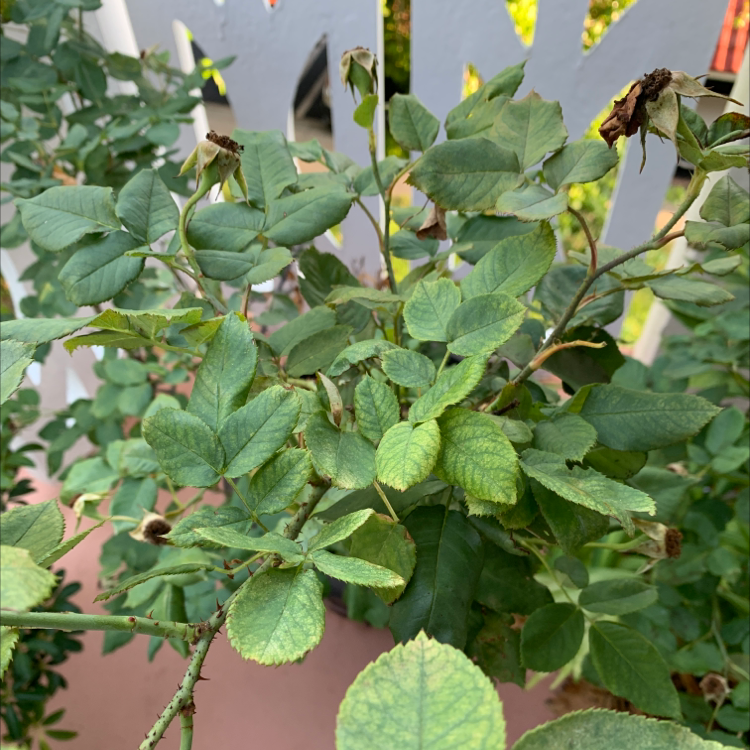 Photo of the plant species Judy Garland by Condomango named Dream stickle on Greg, the plant care app