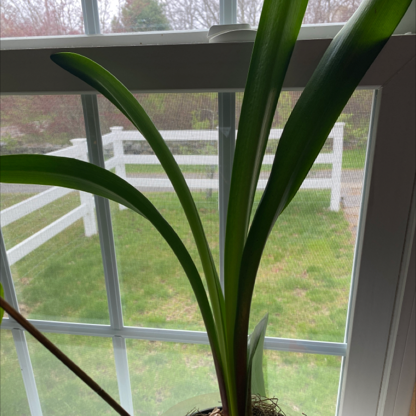 Bush Lily plant with long green leaves near a window.