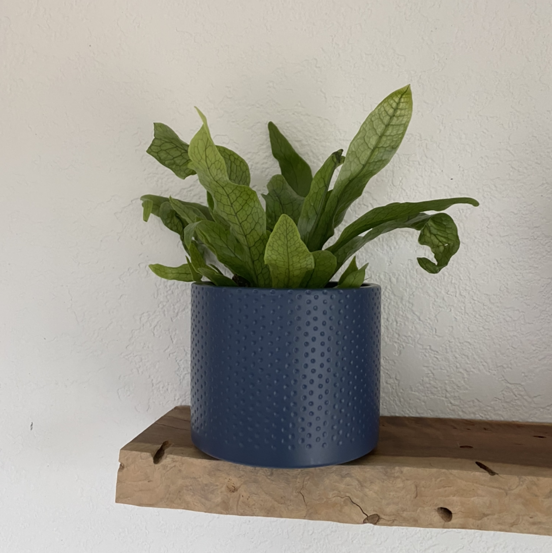 Crocodile Fern in a blue pot on a wooden shelf, appearing healthy with vibrant green leaves.