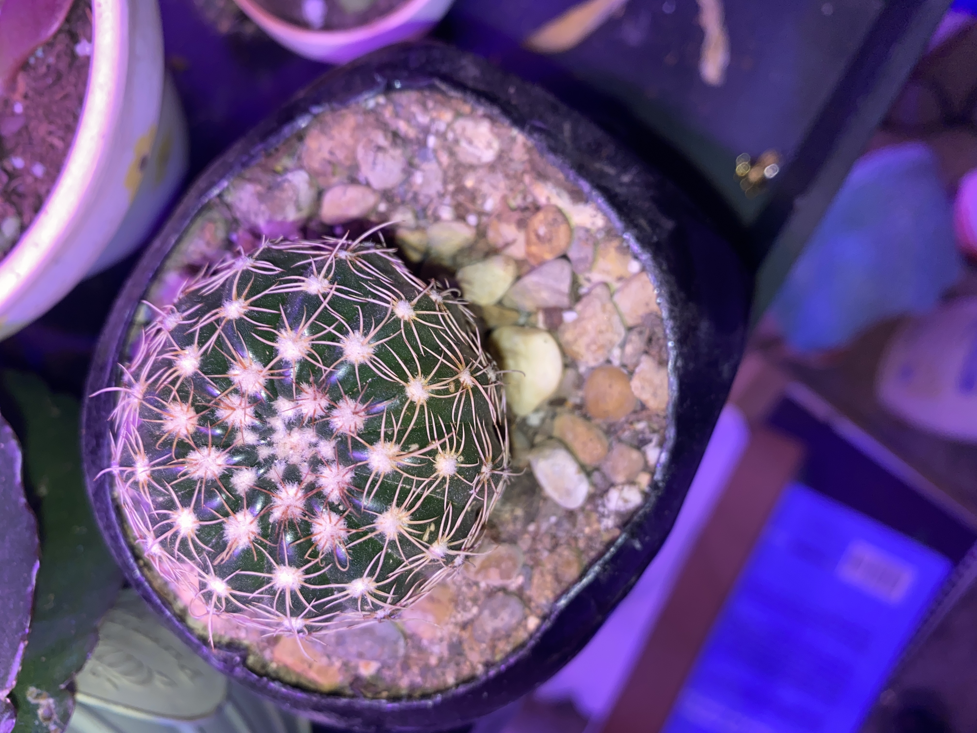 Top view of a Comb Hedgehog Cactus in a pot with rocky soil.
