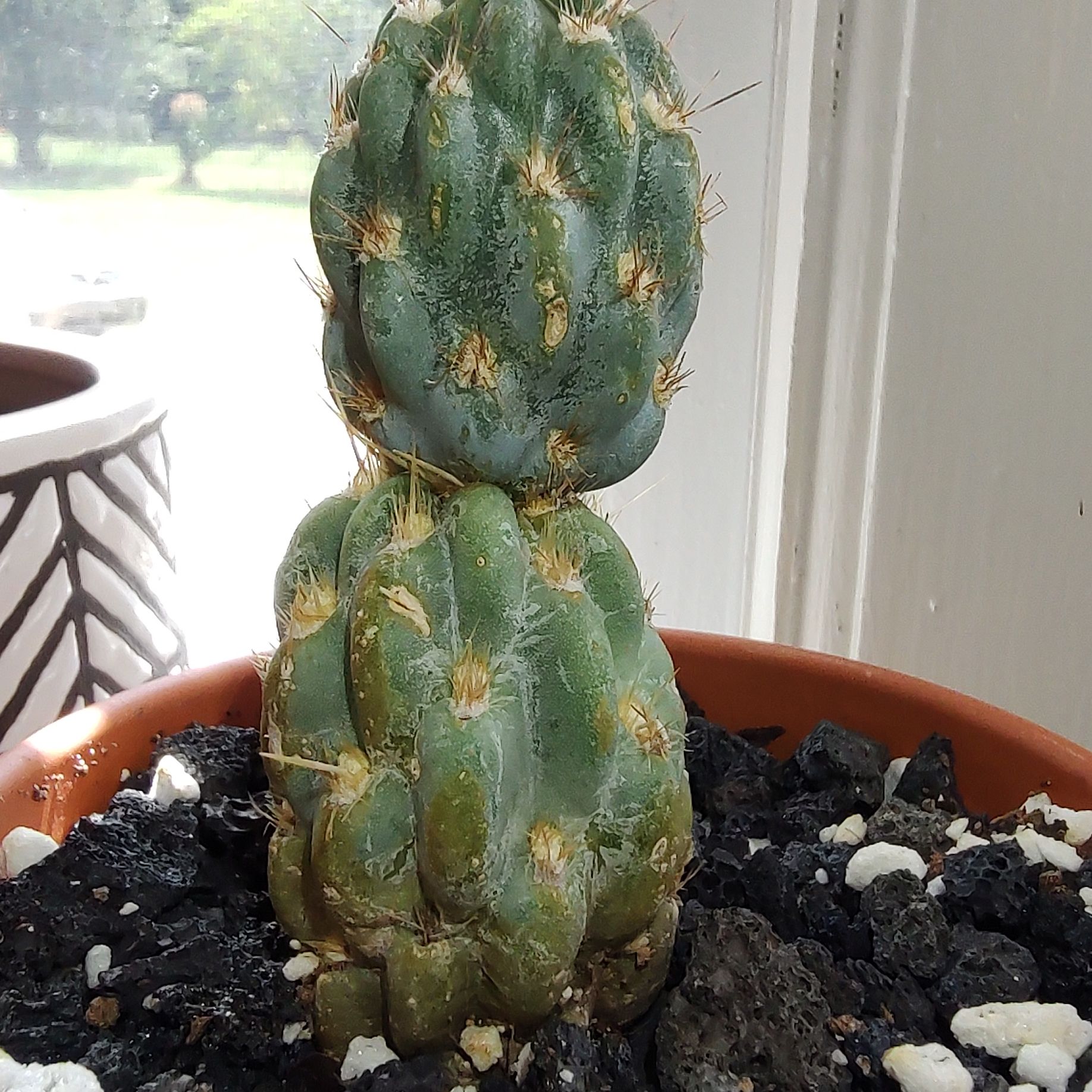 Photo of the plant species Miqueliopuntia miquelii by @QualifiedWoreya named Miquel on Greg, the plant care app