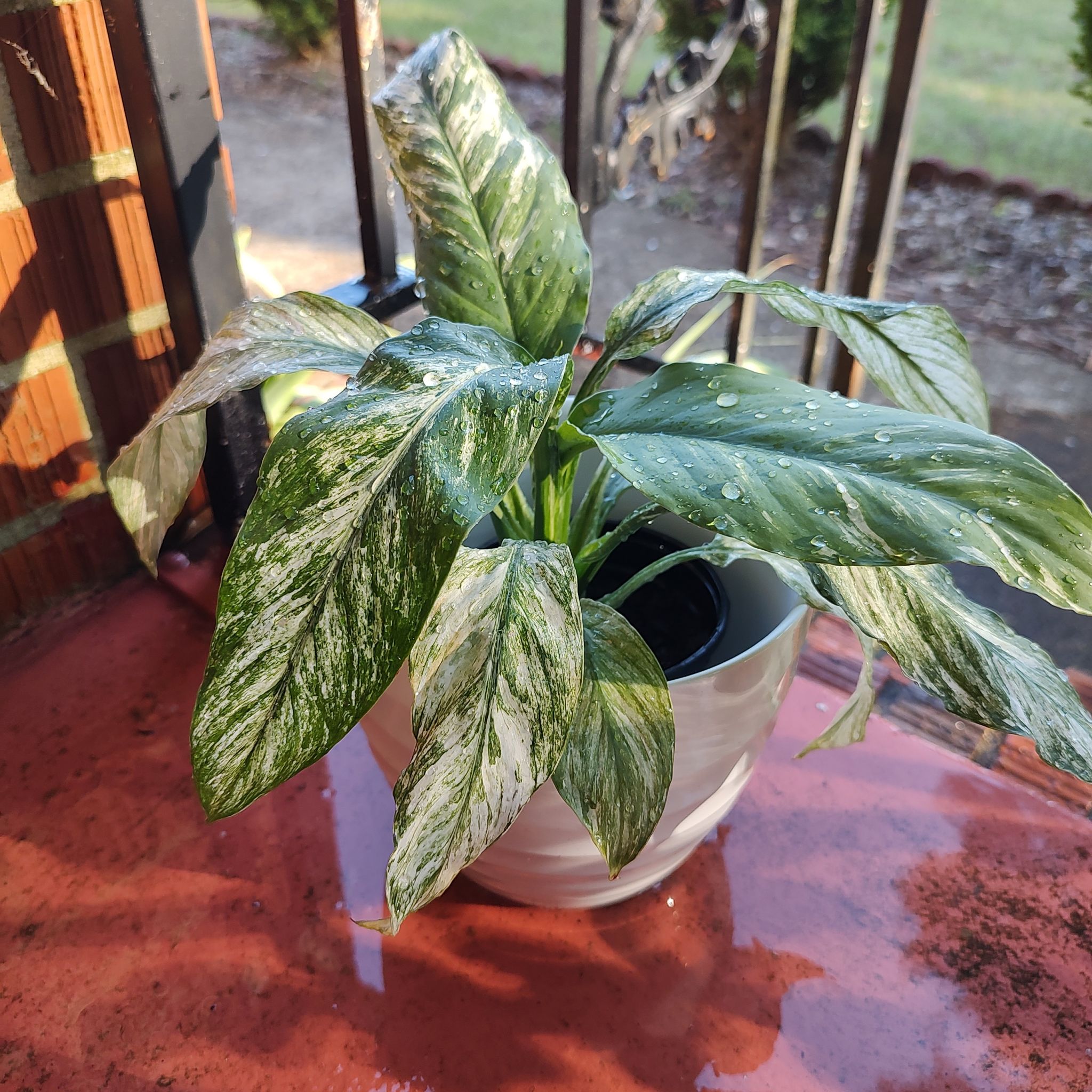 Variegated Peace Lily in a white pot on a red surface, healthy with variegated leaves.