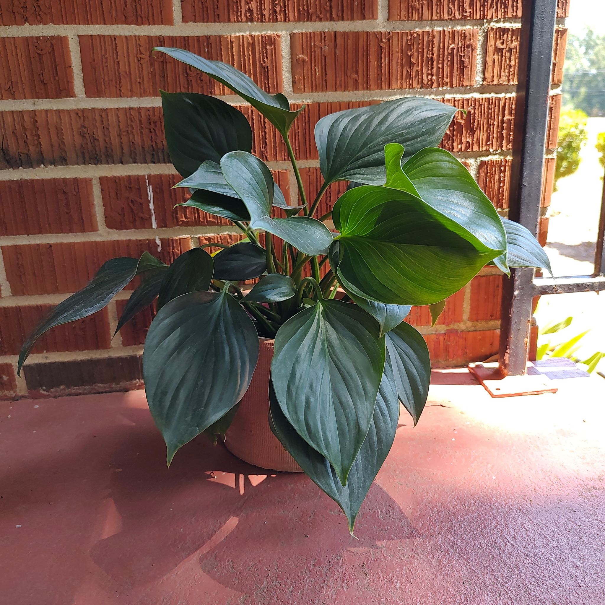 Homalomena 'Emerald Gem' plant in a pot on a porch with vibrant green leaves.