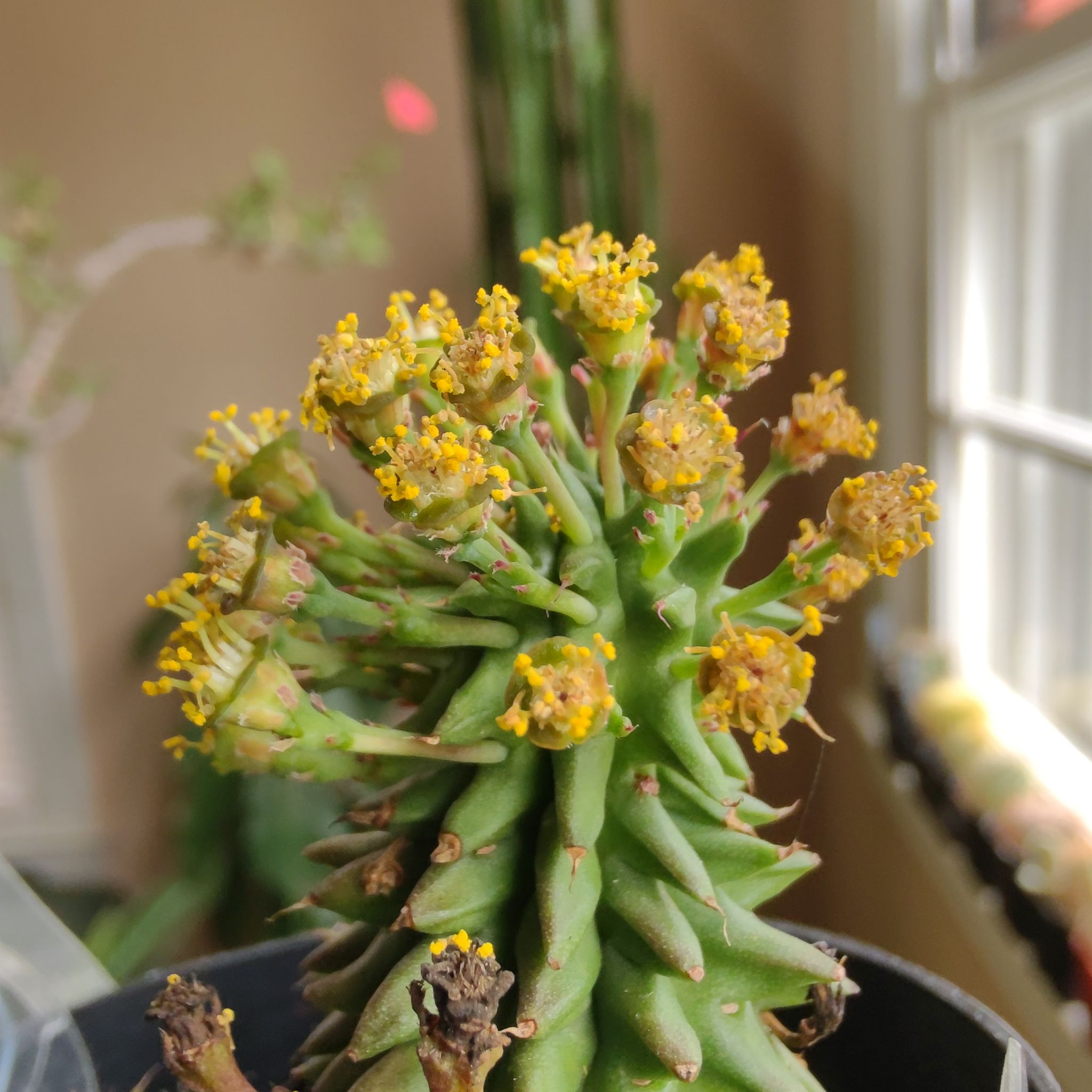 Photo of the plant species Pincushion Euphorbia by @QualifiedWoreya named Euphorbia susannae on Greg, the plant care app
