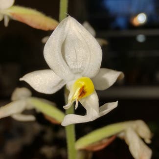 Jewel Orchid plant in Huntsville, Alabama