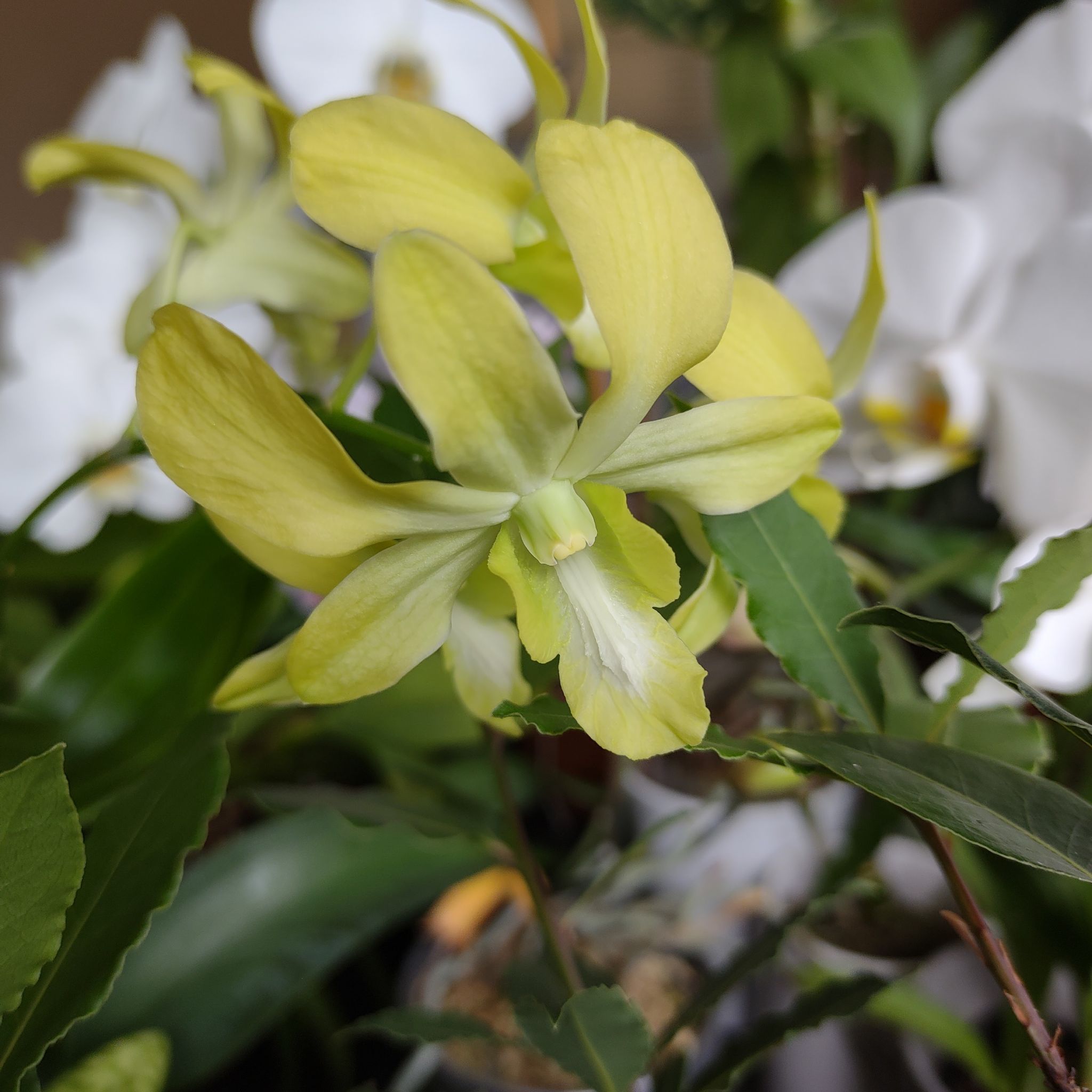 Photo of the plant species Orchid Cherry Dance by @QualifiedWoreya named Dendrobium 'Royal' on Greg, the plant care app