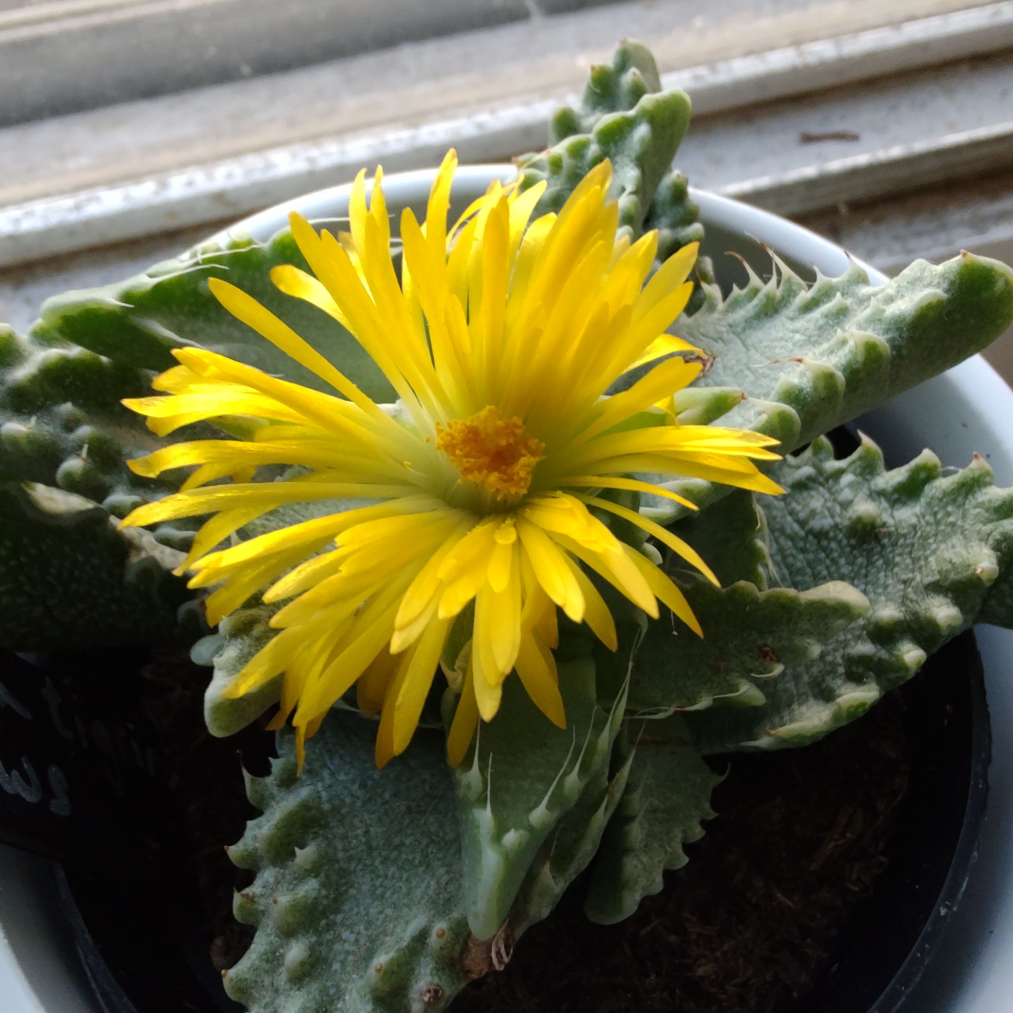 Photo of the plant species Tiger's Jaw by @QualifiedWoreya named Tiger on Greg, the plant care app