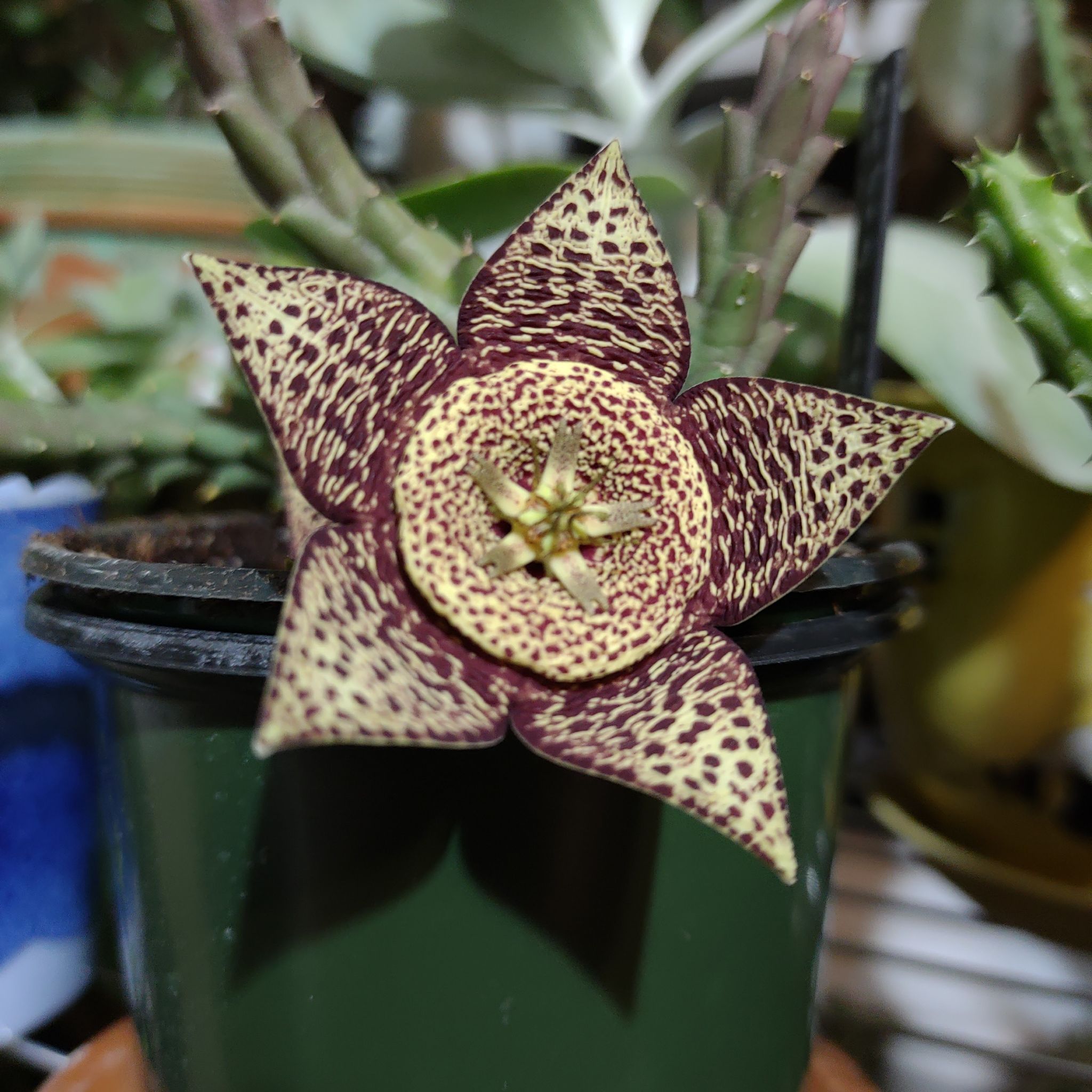 Stapelia Planiflora Jacq. plant with a star-shaped flower, well-centered and in focus.