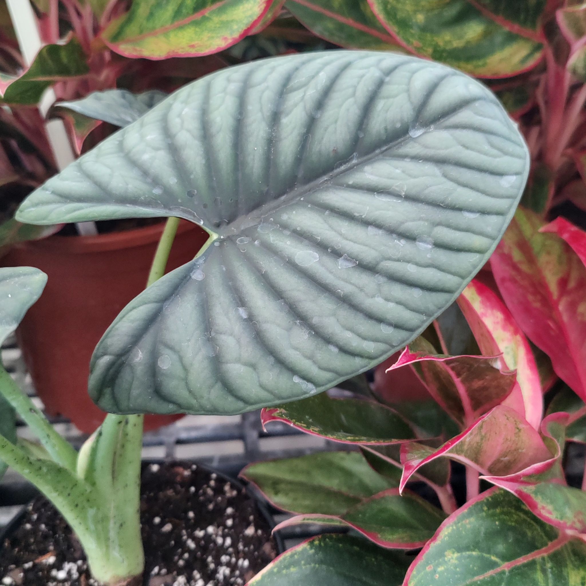 Alocasia nebula 'Imperialis' plant with a prominent healthy leaf, potted with visible soil.