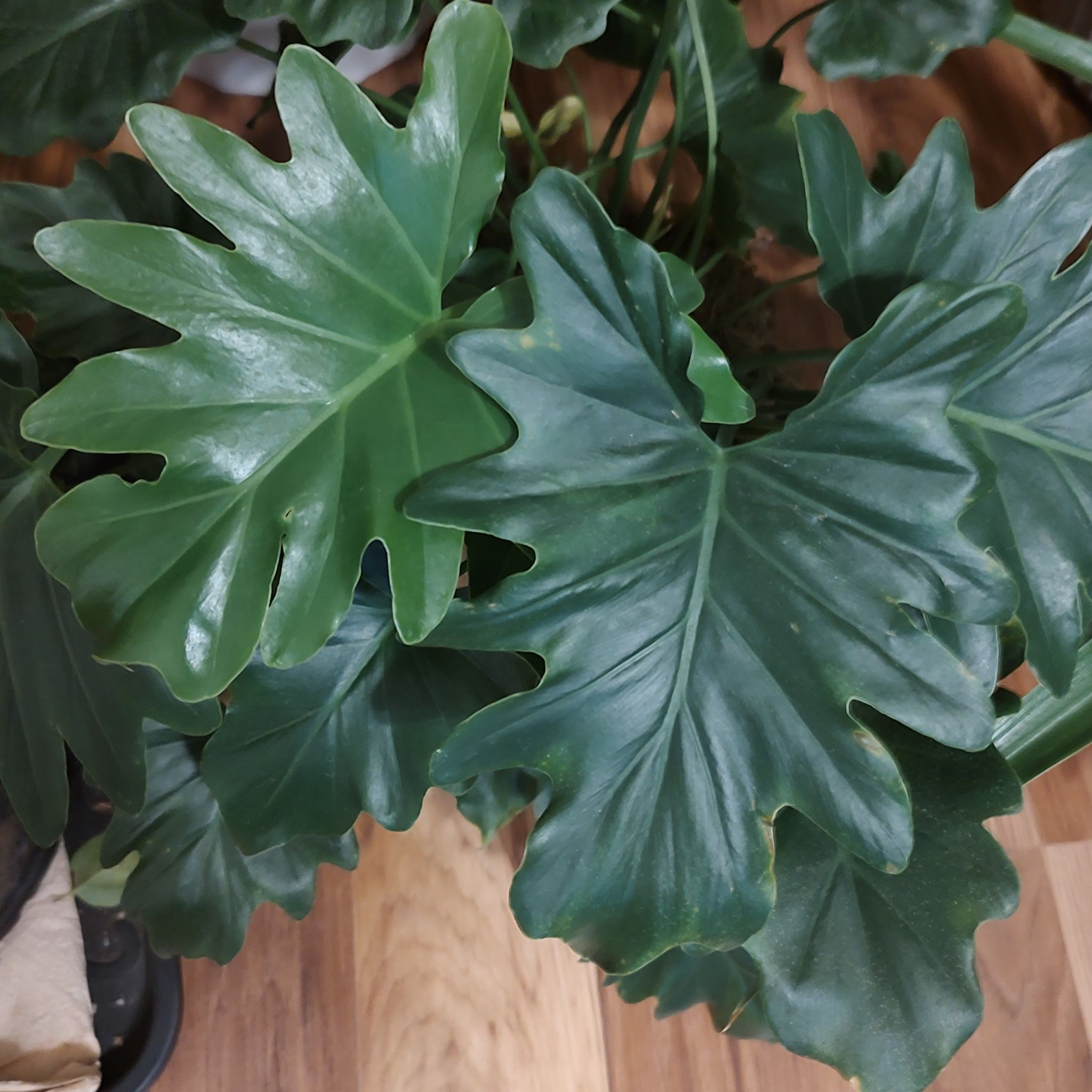 Photo of the plant species Little Holpe Philodendron by @QualifiedWoreya named Thaumatophyllum somebody! on Greg, the plant care app