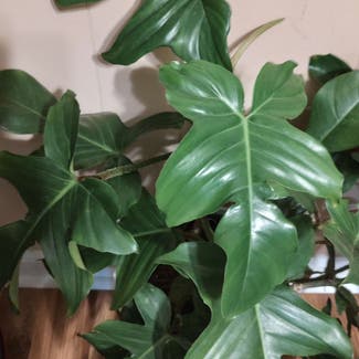 Hairy Philodendron plant in Huntsville, Alabama